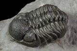 Three Adrisiops Weugi Trilobites - Morocco #90704-5
